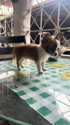 CHIHUAHUAS DE PELO LARGO - Imagen 13