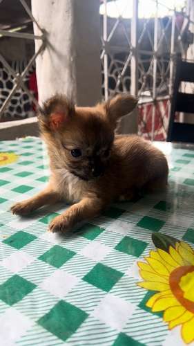 CHIHUAHUAS DE PELO LARGO - Imagen 8