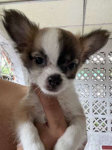 CHIHUAHUAS DE PELO LARGO - Imagen 9