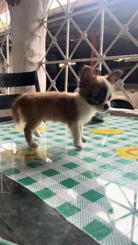 CHIHUAHUAS DE PELO LARGO - Imagen 4