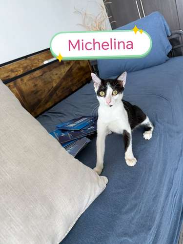 Michelina en Adopción  - Imagen 5
