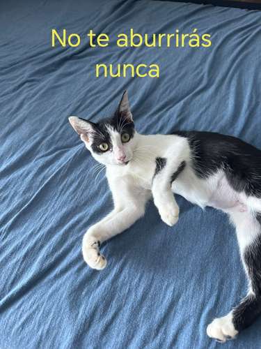 Michelina en Adopción  - Imagen 3