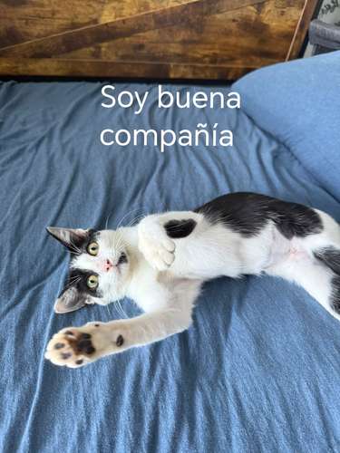 Michelina en Adopción 