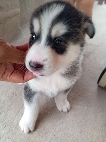 Se vende Husky Hembra Raza pura (negociable)