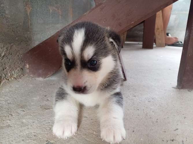 Se vende Husky Hembra Raza pura (negociable)
