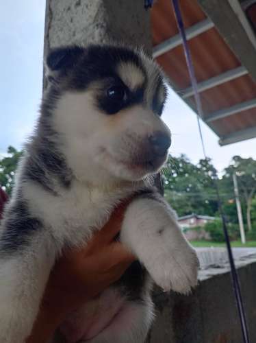 Se vende Husky Hembra Raza pura (negociable)
