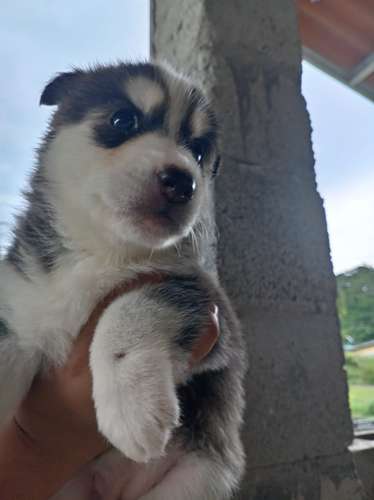 Se vende Husky Hembra Raza pura (negociable)