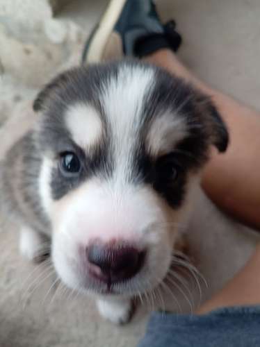 Se vende Husky Hembra Raza pura (negociable)