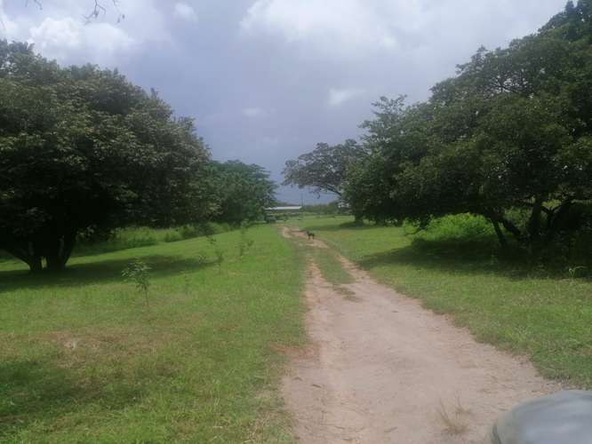 VENTA DE TERRENO EN LAS LAJAS CHAME TITULADO CERCA MACHETAZO CORONADO 4 HECT 