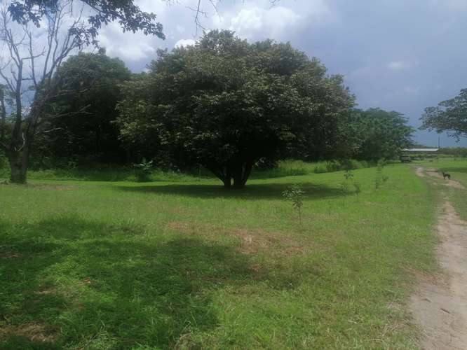 VENTA DE TERRENO EN LAS LAJAS CHAME TITULADO CERCA MACHETAZO CORONADO 4 HECT  - Imagen 3