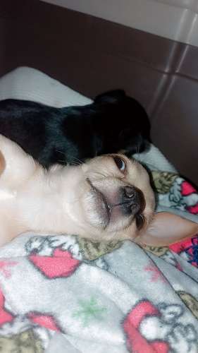 Perro Chihuahua macho último negociable con tarjeta de vacaciones  - Imagen 3