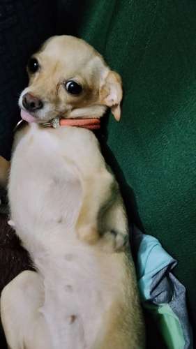 Perro Chihuahua macho último negociable con tarjeta de vacaciones  - Imagen 5