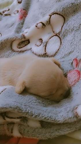 Perro Chihuahua macho último negociable con tarjeta de vacaciones 
