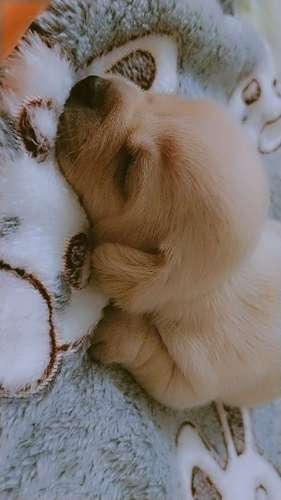 Perro Chihuahua macho último negociable con tarjeta de vacaciones  - Imagen 2