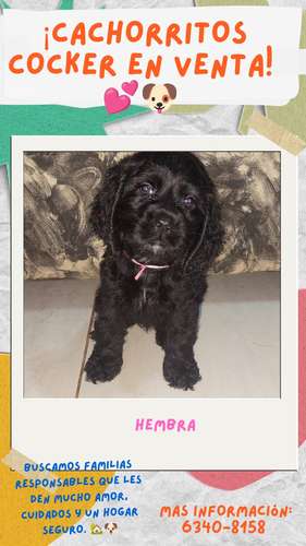 Cachorros cocker en venta  - Imagen 2