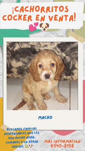 Cachorros cocker en venta  - Imagen 4