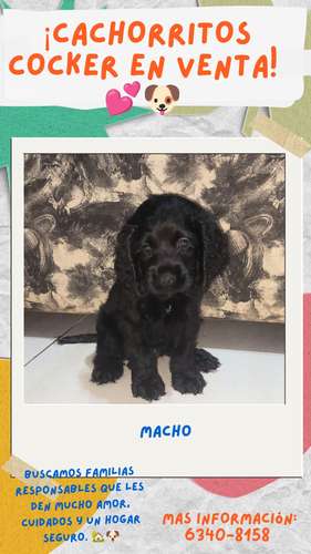 Cachorros cocker en venta  - Imagen 5