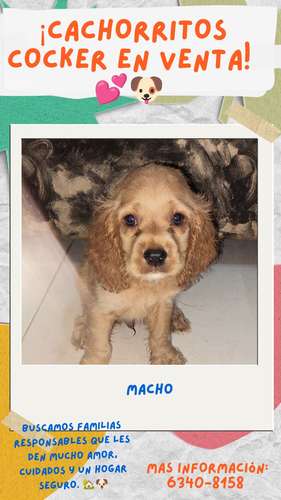 Cachorros cocker en venta  - Imagen 3