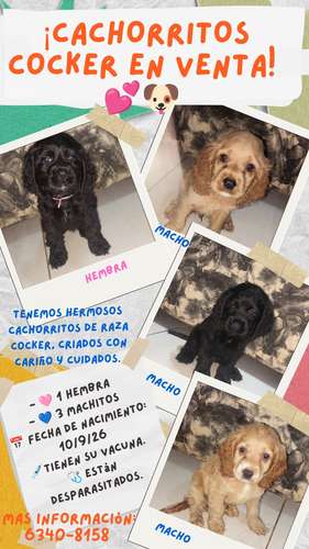 Cachorros cocker en venta  - Imagen 1