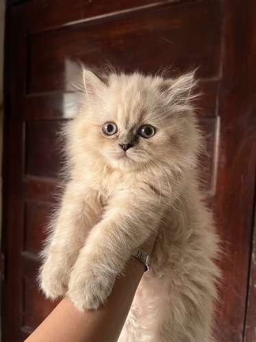 GATOS PERSA Y PERSA HIMALAYA  - Imagen 2
