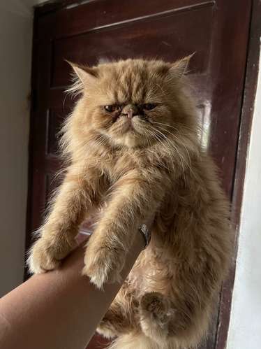 GATOS PERSA Y PERSA HIMALAYA 