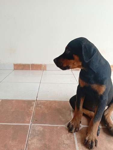 Último Cachorro Macho ROTTWEILER entrega inmediata  - Imagen 2