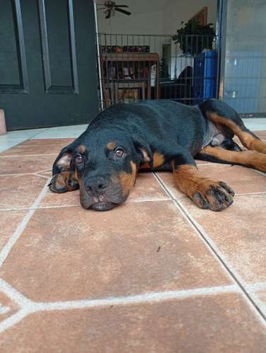 Último Cachorro Macho ROTTWEILER entrega inmediata  - Imagen 6