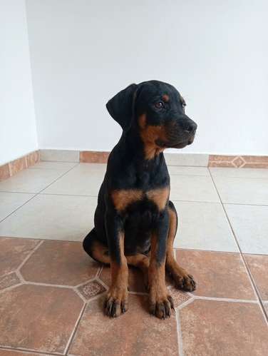 Último Cachorro Macho ROTTWEILER entrega inmediata 