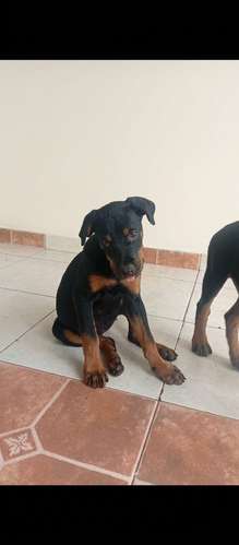 Último Cachorro Macho ROTTWEILER entrega inmediata  - Imagen 3