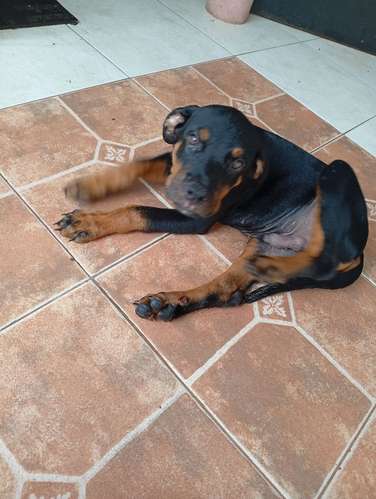 Último Cachorro Macho ROTTWEILER entrega inmediata  - Imagen 7