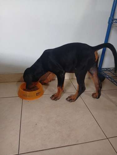 Último Cachorro Macho ROTTWEILER entrega inmediata  - Imagen 4