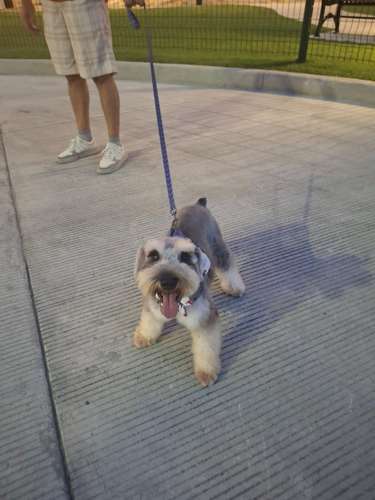 Hermoso Schnauzer para cruce  - Imagen 2