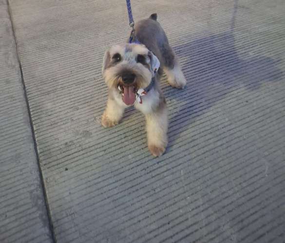 Hermoso Schnauzer para cruce 