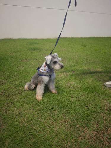 Hermoso Schnauzer para cruce  - Imagen 3