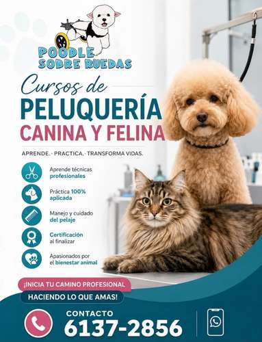 Accesorios y servicios para mascotas en Panamá  - Imagen 5