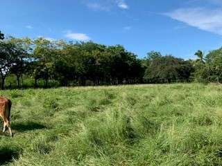 ¡SE VENDE TERRENO TITULADO DE 1.5 HECTÁREAS EN SANTA ANA, LOS SANTOS!