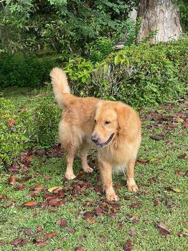 Busco novia Golden 