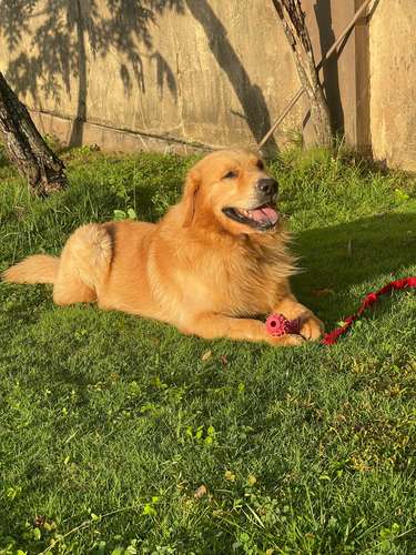 Busco novia Golden 