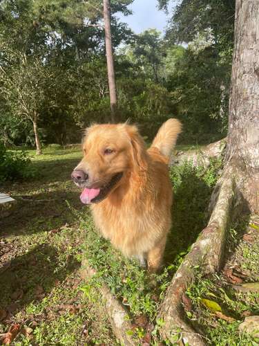 Busco novia Golden 