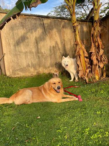 Busco novia Golden 