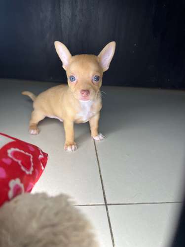 Chihuahua toys hembra - Imagen 2