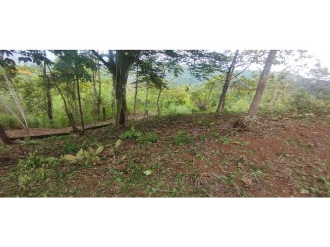 SE VENDE TERRENO EN CERRO AZUL 7 HECTAREAS CON VISTA A LA CIUDAD - Imagen 13