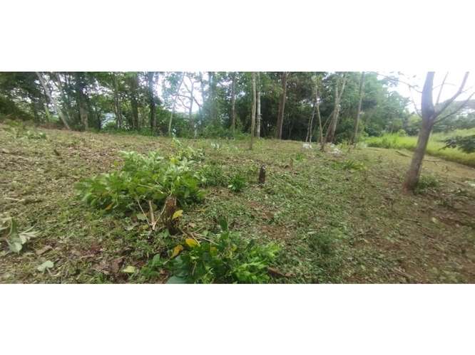 SE VENDE TERRENO EN CERRO AZUL 7 HECTAREAS CON VISTA A LA CIUDAD - Imagen 19