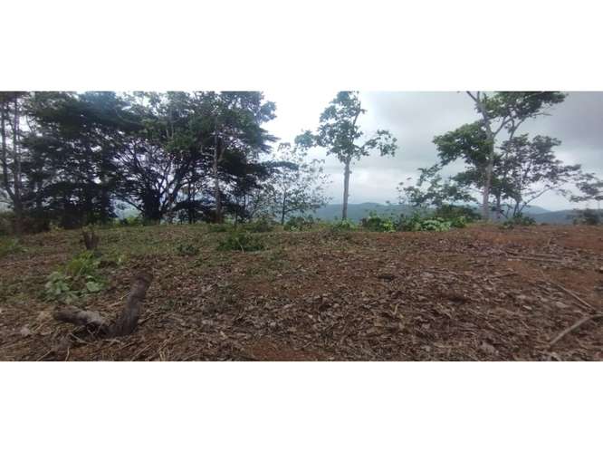 CERRO AZUL / TERRENO / 7 HECTAREAS / VISTA A LA CIUDAD Y MAR - Imagen 8