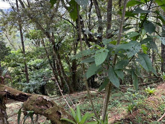 Lote en Altos del Maria - Imagen 10