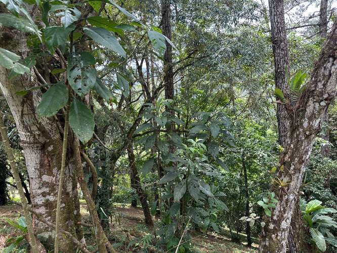 Lote en Altos del Maria - Imagen 5