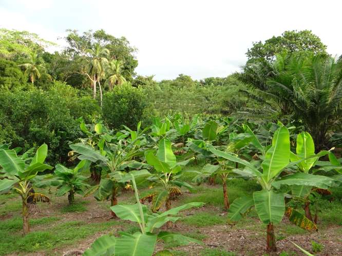 TERRENOS – CHAME / FINCA – VIENTO FRÍO, COSTA ARRIBA DE COLÓN - Imagen 8