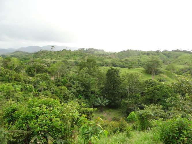 TERRENOS – CHAME / FINCA – VIENTO FRÍO, COSTA ARRIBA DE COLÓN - Imagen 7