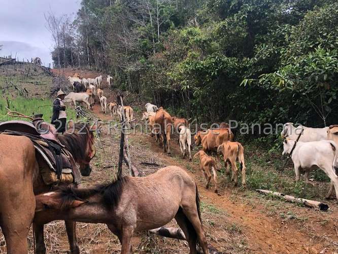 Venta de Terreno en Lidice – sin direccion - Imagen 9