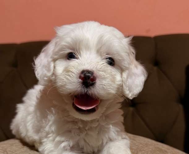 Hermoso macho maltipoo con su tarjeta de vacuna - Imagen 3